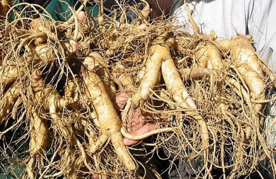 Vom Ginseng verwendet man vor allem die Wurzel.