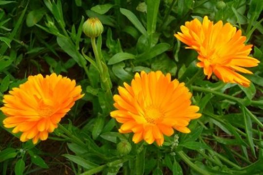 Die orangefarbene Blüte der Ringelblume wird aufgrund ihrer auffallenden Farbe oft Tees zugemischt.