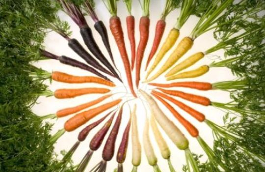 Karotten in allen Farben enthalten Beta-Carotin.