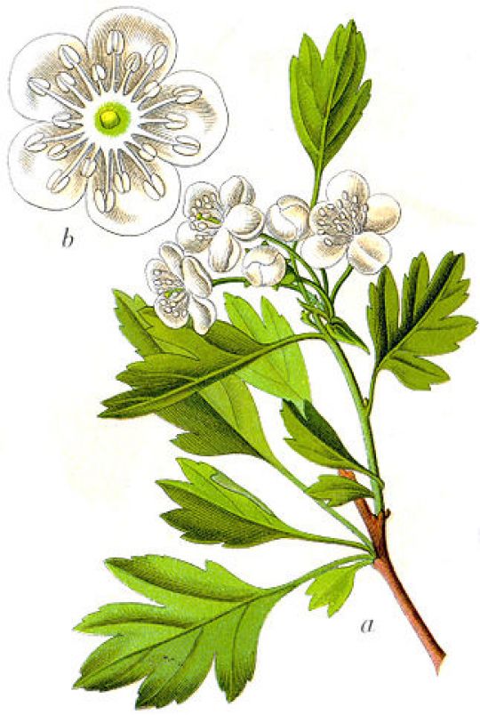 Botanische Illustration aus Deutschlands Flora in Abbildungen (1796) von Jacob Sturm