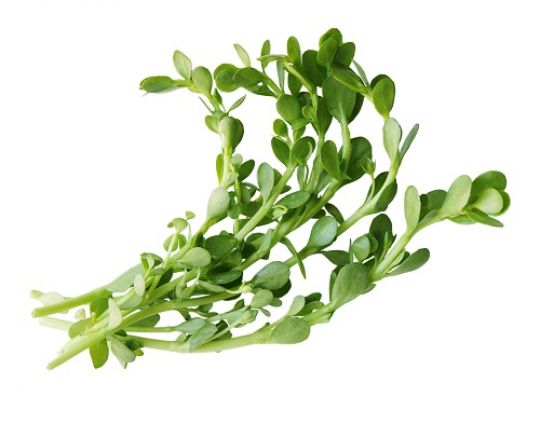 Brahmi, auch als 'Kleines Fettblatt' bekannt.