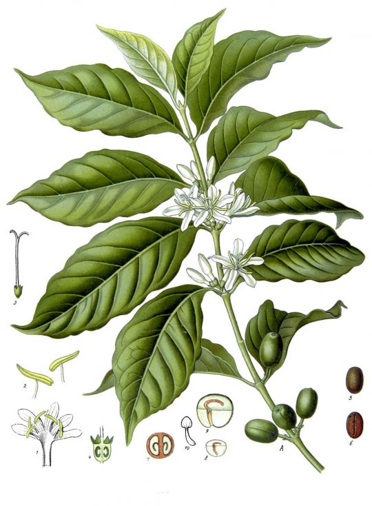 Botansiche Illustration der Kaffeepflanze