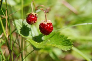 Nahaufnahme von zwei kleinen Walderdbeeren.