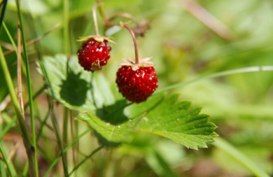 Nahaufnahme von zwei kleinen Walderdbeeren.