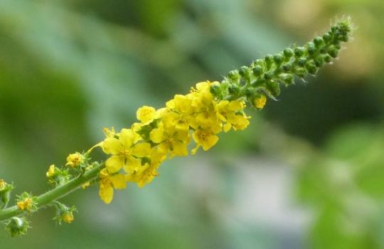 Der Odermennig bildet kleine gelbe Blüten aus, die sich aneinanderreihen.