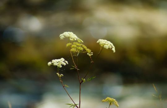 Fotografie der Großen Bibernelle, Fokus auf Blüte