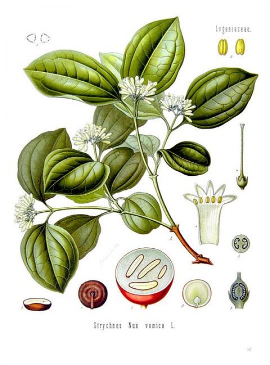 Zeichnung des Brechnussbaumes von Franz Eugen Köhler mit Blüte, Blättern und der Brechnuss-Frucht.