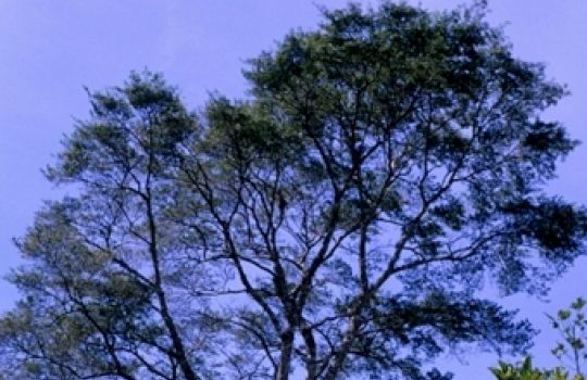 Perubalsam wird aus dem gleichnamigen immergrünen Baum gewonnen.