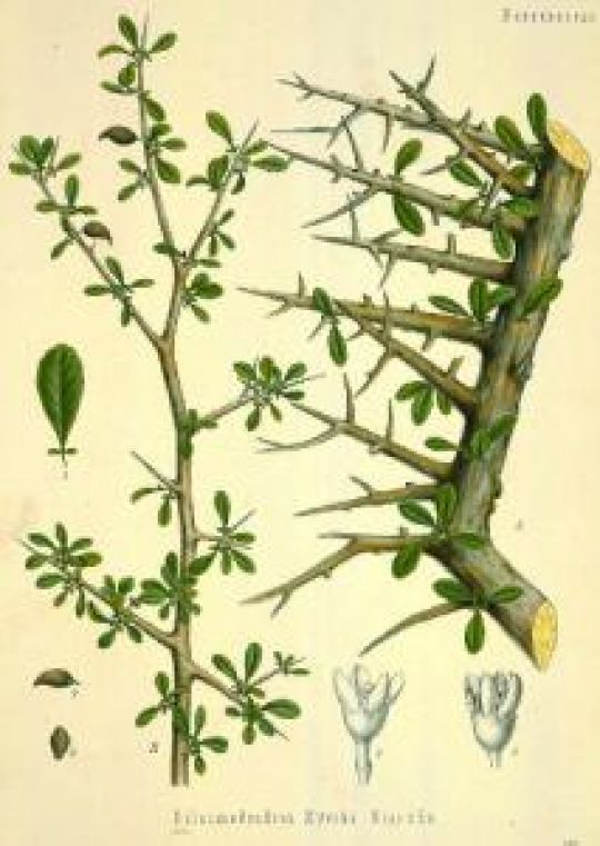 Illustration der Myrrhe aus Köhlers Medizinal-Pflanzen, 1897. © F.E. Köhler