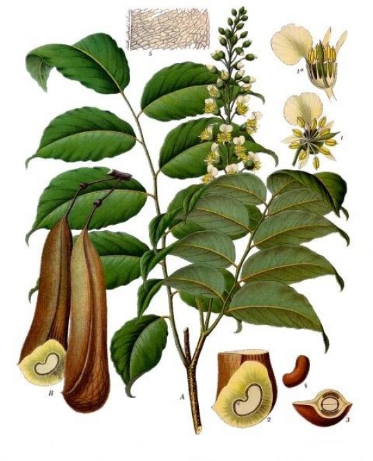 Zeichnung des Perubalsambaums mit Blatt, Blüte, Hülse und Samen.