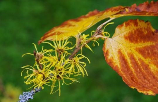 Der Winterblüher Hamamelis virginiana hat auffällig lange, gelbe Kronblätter und schöne Herbstfärbung.