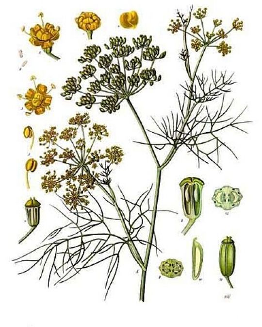 Botanische Illustration des Fenchels von F. E. Köhler, 1897