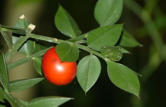 Der Mäusdorn hat kleine rote Beeren.