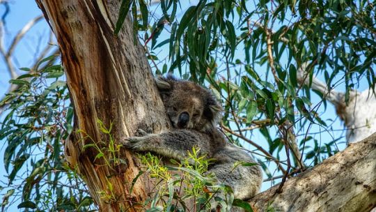 Koala auf Eukalyptusbaum