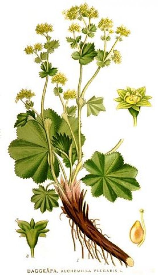 Botanische Illustration des Frauenmantels von Carl A. M. Lindeman
