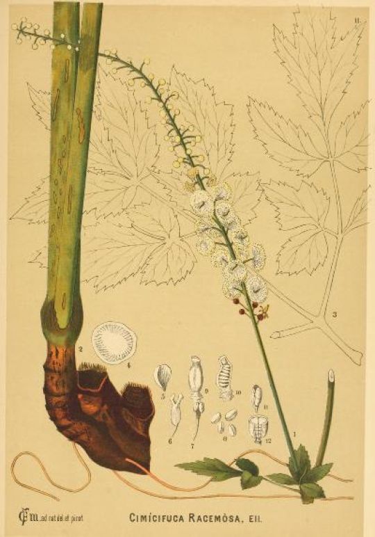 Illustration von Cimicifuga racemosa aus: American medicinal plants by Charles Frederick Millspaugh
