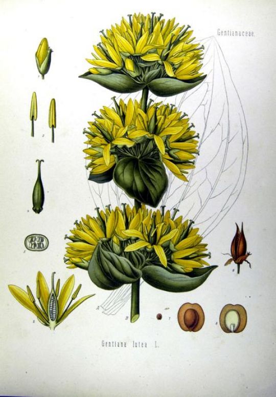 Illustration des Gelben Enzians.