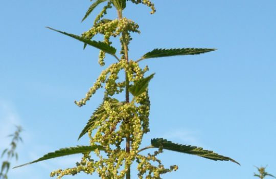 Brennnessel mit gegenständigen Blättern und weiblichen Blüten bzw. Brennnesselsamen.