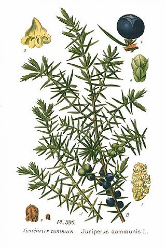 Botanishce Illustration des Wacholders aus Köhlers Medizinalpflanzen von 1887