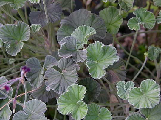 Fotografie der Blätter einer Kapland Pelargonie