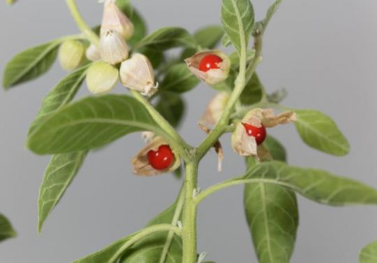 Blüte und rote Beeren von Ashwagandha. 