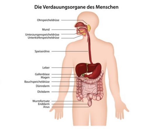 Schematische Darstellung der Verdauungsorgane des Menschen