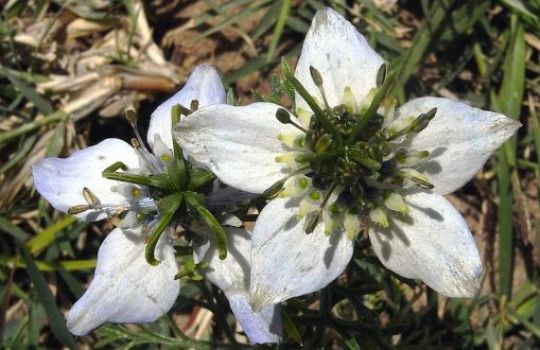 Die Schwarzkümmelblüte ist weiß und fünfblättrig.