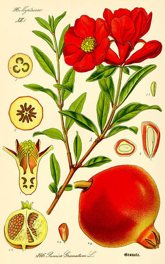 Illustration des Granatapfels von © O. W. Thomé.