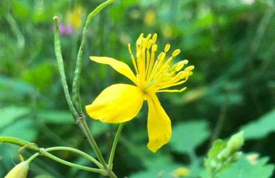 Gelbe Blüte des Schöllkrauts mit Samenständen.