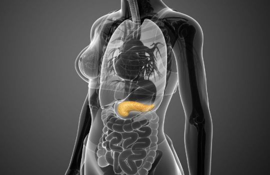 Schematische Abbildung eines Frauenkörpers mit Hervorhebung der Bauchspeicheldrüse
