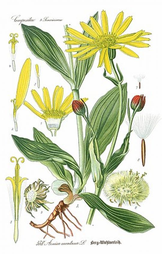 Botanische Illustration der Arnika