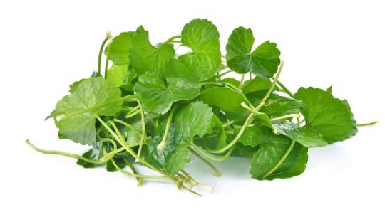 Gotu Kola, der indische Wassernabel