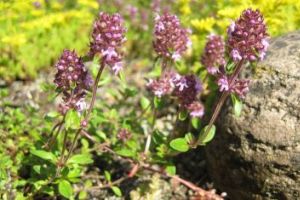 Nahaufnahme von Quendelblüten.