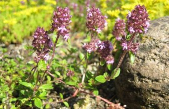 Nahaufnahme von Quendelblüten.