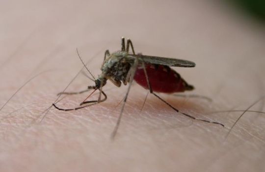 Verbreitung findet der Malariaerreger durch Moskitos.