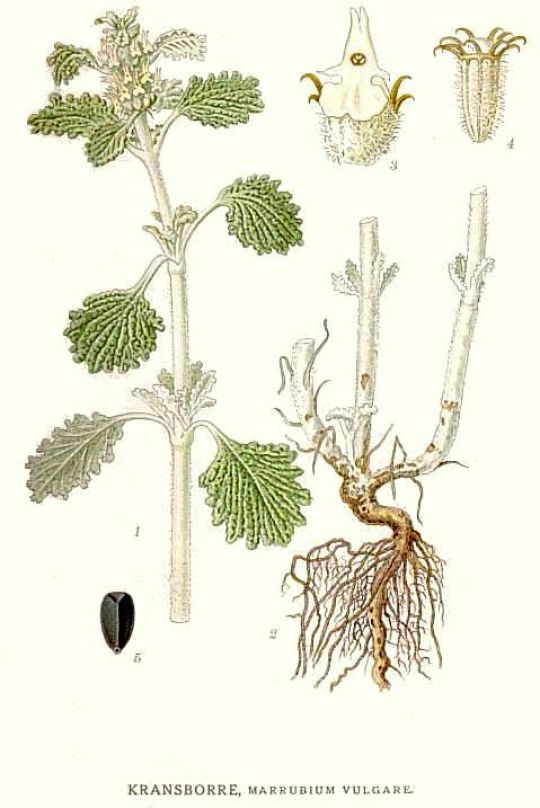 Detaillierte Zeichnung des schwedischen Botanikers Carl Axel Magnus Lindman von Andorn.