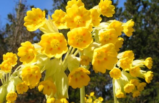 Die gelben Blüten der Schlüsselblume sind schon früh im Jahr zu sehen.