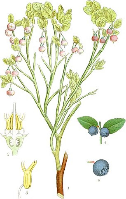 Illustration der Heidelbeere
