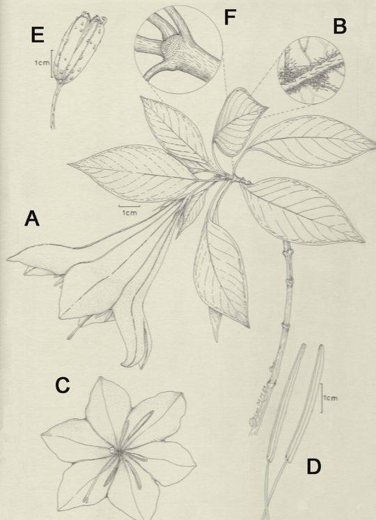 Botanische Zeichnung der Copalchi-Pflanze