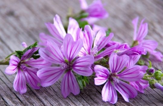 Die lila Blüten der Wilden Malve sind auch als Zierpflanze beliebt.