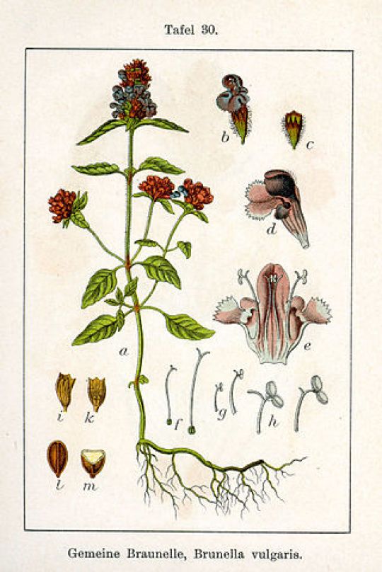 Botanische Illustration der Braunelle aus Thomé: Flora von Deutschland Österreich und der Schweiz, 1885
