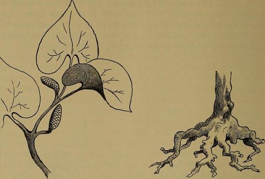 Illustration der Kava Kava-Blätter und des Wurzelstocks