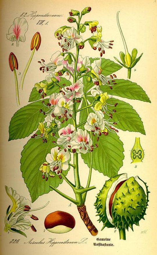 Illustration der Rosskastanie aus O.W. Thomé - Flora von Deutschland Österreich und der Schweiz (1885) ©biolib.de