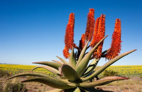 Fotografie der aloe ferox.