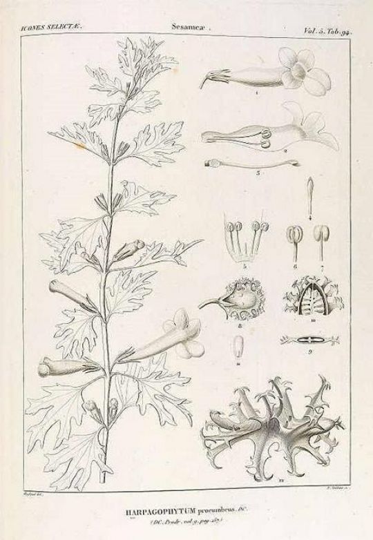 Illustration der afrikanischen Teufelskralle aus Delessert & Candolle - Icones selectae plantarum (1820-1846)