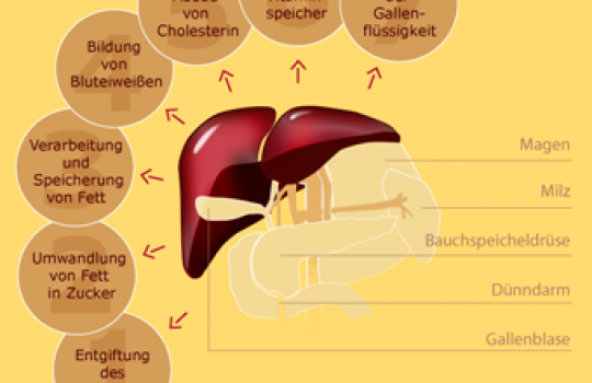 Eine Zeichnung zeigt die 7 Hauptaufgaben der Leber.