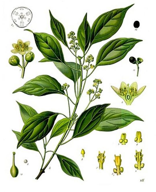 Botanische Illustration eines blühenden Zweiges des Campherbaums