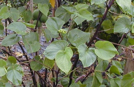 Aus der Kava Kava Pflanze werden Aufgüsse gewonnen.