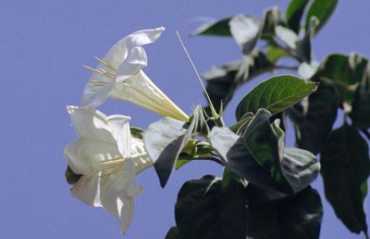Die Copalchipflanze hat weiße Kelchblüten.