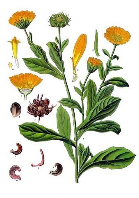 Illustration Ringelblume